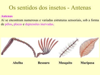 Antenas
Aí se encontram numerosas e variadas estruturas sensoriais, sob a forma
de pêlos, placas e depressões inervadas.
Os sentidos dos insetos - Antenas
Abelha Besouro Mosquito Mariposa
 