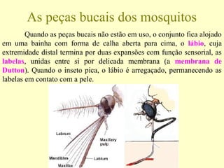 Quando as peças bucais não estão em uso, o conjunto fica alojado
em uma bainha com forma de calha aberta para cima, o lábio, cuja
extremidade distal termina por duas expansões com função sensorial, as
labelas, unidas entre si por delicada membrana (a membrana de
Dutton). Quando o inseto pica, o lábio é arregaçado, permanecendo as
labelas em contato com a pele.
As peças bucais dos mosquitos
 