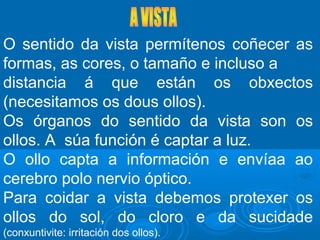 O sentido da vista permítenos coñecer as
formas, as cores, o tamaño e incluso a
distancia á que están os obxectos
(necesitamos os dous ollos).
Os órganos do sentido da vista son os
ollos. A súa función é captar a luz.
O ollo capta a información e envíaa ao
cerebro polo nervio óptico.
Para coidar a vista debemos protexer os
ollos do sol, do cloro e da sucidade
(conxuntivite: irritación dos ollos).
 