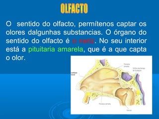 O sentido do olfacto, permítenos captar os
olores dalgunhas substancias. O órgano do
sentido do olfacto é o nariz. No seu interior
está a pituitaria amarela, que é a que capta
o olor.
 