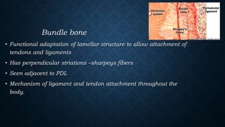 Bundle bone
• Functional adaptation of lamellar structure to allow attachment of
tendons and ligaments
• Has perpendicular striations –sharpeys fibers
• Seen adjacent to PDL
• Mechanism of ligament and tendon attachment throughout the
body.
 