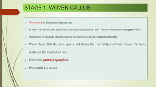 STAGE 1: WOVEN CALLUS
 is formed at implant site.
 Primitive type of bone tissue and characterized random, felt- like orientation of collagen fibrils.
 Numerous irregularly shaped osteocytes and relatively low mineral density.
 Woven bone fills the open spaces and forms the first bridges of bone betwen the bony
walls and the implant surface.
 Forms the ' '.
 Present till 4-6 weeks.
 