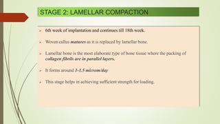 STAGE 2: LAMELLAR COMPACTION
 6th week of implantation and continues till 18th week.
 Woven callus matures as it is replaced by lamellar bone.
 Lamellar bone is the most elaborate type of bone tissue where the packing of
collagen fibrils are in parallel layers.
 It forms around 1-1.5 microm/day
 This stage helps in achieving sufficient strength for loading.
 
