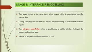 STAGE 3: INTERFACE REMODELLING
 This stage begins at the same time when woven callus is completing lamellar
compaction.
 During this stage callus starts to resorb, and remodeling of devitalized interface
begins.
 The helps in establishing a viable interface between the
implant and original bone.
 It helps in adaptation of bone structure to load.
 