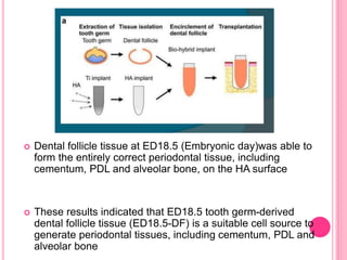 Dental follicle tissue at ED18.5 (Embryonic day)was able to
form the entirely correct periodontal tissue, including
cementum, PDL and alveolar bone, on the HA surface
 These results indicated that ED18.5 tooth germ-derived
dental follicle tissue (ED18.5-DF) is a suitable cell source to
generate periodontal tissues, including cementum, PDL and
alveolar bone
 