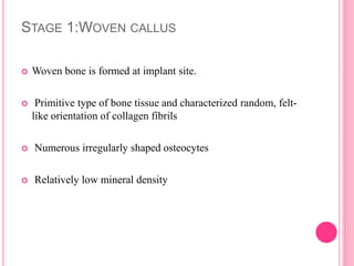STAGE 1:WOVEN CALLUS
 Woven bone is formed at implant site.
 Primitive type of bone tissue and characterized random, felt-
like orientation of collagen fibrils
 Numerous irregularly shaped osteocytes
 Relatively low mineral density
 
