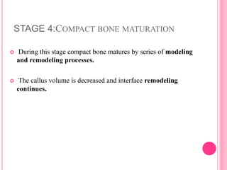 STAGE 4:COMPACT BONE MATURATION
 During this stage compact bone matures by series of modeling
and remodeling processes.
 The callus volume is decreased and interface remodeling
continues.
 