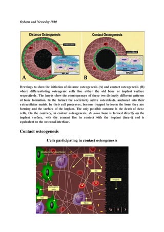 Osborn and Newesley 1980
Drawings to show the initiation of distance osteogenesis (A) and contact osteogenesis (B)
where differentiating osteogenic cells line either the old bone or implant surface
respectively. The insets show the consequences of these two distinctly different patterns
of bone formation. In the former the secretorily active osteoblasts, anchored into their
extracellular matrix by their cell processes, become trapped between the bone they are
forming and the surface of the implant. The only possible outcome is the death of these
cells. On the contrary, in contact osteogenesis, de novo bone is formed directly on the
implant surface, with the cement line in contact with the implant (insert) and is
equivalent to the osteonal interface.
Contact osteogenesis
Cells participating in contact osteogenesis
 