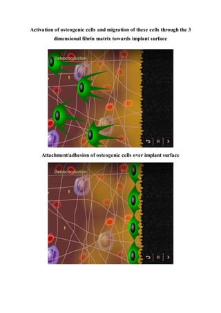 Activation of osteogenic cells and migration of these cells through the 3
dimensional fibrin matrix towards implant surface
Attachment/adhesion of osteogenic cells over implant surface
 