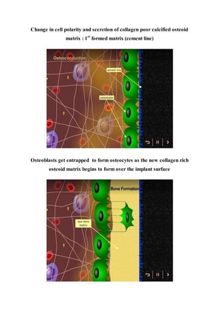 Change in cell polarity and secretion of collagen poor calcified osteoid
matrix : 1st
formed matrix (cement line)
Osteoblasts get entrapped to form osteocytes as the new collagen rich
osteoid matrix begins to form over the implant surface
 