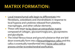  Local mesenchymal cells begin to differentiate into
fibroblasts, osteoblasts and chondroblasts in response to
local hypoxia and cytokines released from platelets,
macrophages, and other cellular elements.
 These cells begin to lay down an extracellular matrix
composed of collagen, glycosaminoglycans, glycoproteins
and glycolipids.
 The initial fibrous tissue and ground substance that are laid
down eventually form into a fibrocartilaginous callus and this
callus is eventually transformed into a bone callus with a
process similar to endochondral ossification.
 