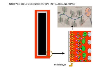 Pellicle layer
INTERFACE: BIOLOGICCONSIDERATION—INITIAL HEALING PHASE
 
