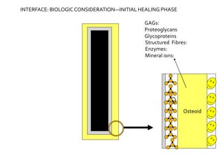 Osteoid
INTERFACE: BIOLOGICCONSIDERATION—INITIAL HEALING PHASE
GAGs:
Proteoglycans
Glycoproteins
Structured Fibres:
Enzymes:
Mineral ions:
 