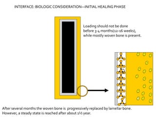 Loading should not be done
before 3-4 months(12-16 weeks),
while mostly woven bone is present.
After several months the woven bone is progressively replaced by lamellar bone.
However, a steady state is reached after about 1½ year.
INTERFACE: BIOLOGICCONSIDERATION—INITIAL HEALING PHASE
 