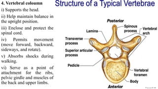 Shock Rib OSSEOUS SYSTEM.pptx or skeletal system.. | PPTX