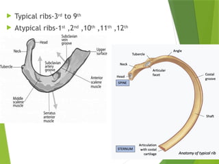 to study of the osseous system, different typs of bones and their ...