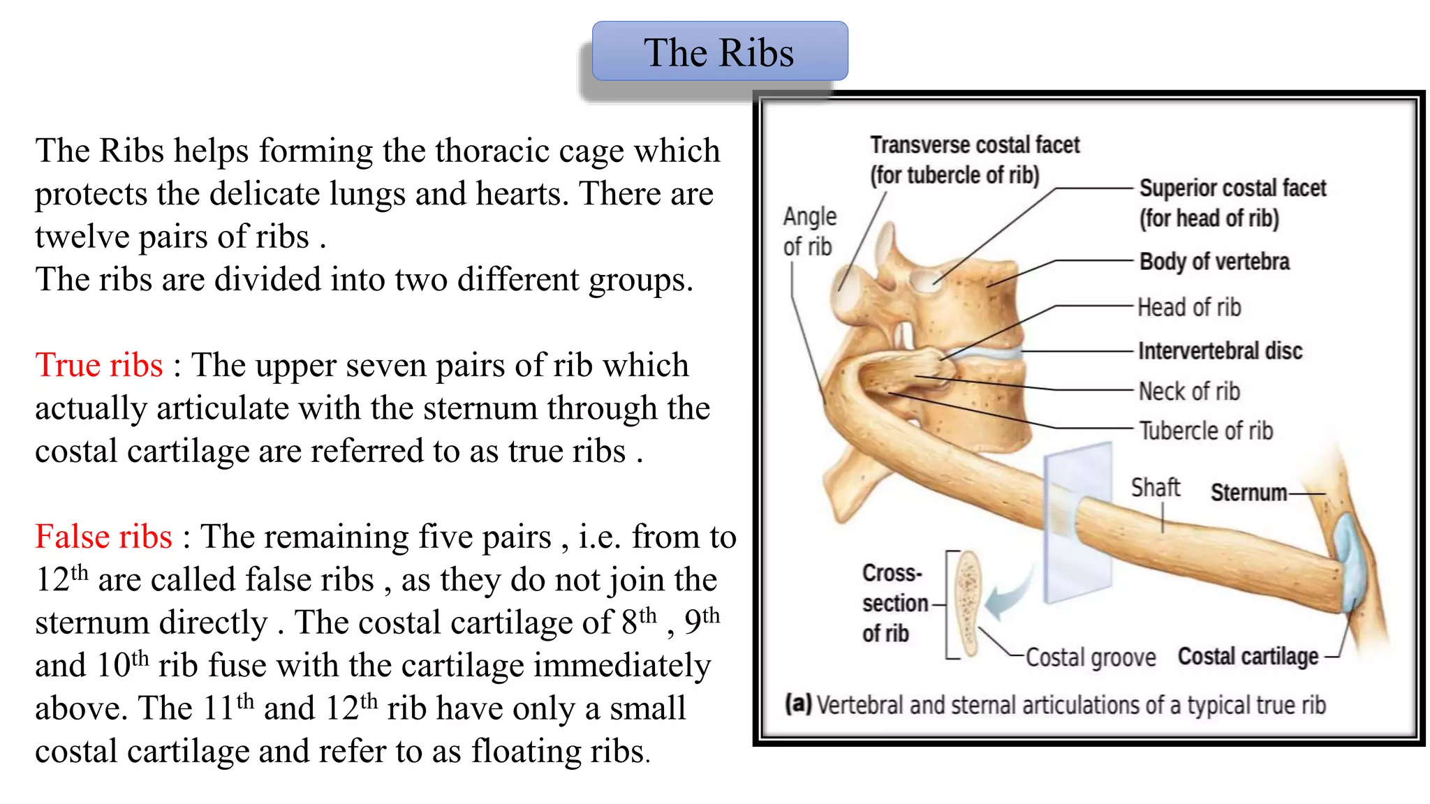 Seven False Ribs Osseous System Part I.pptx