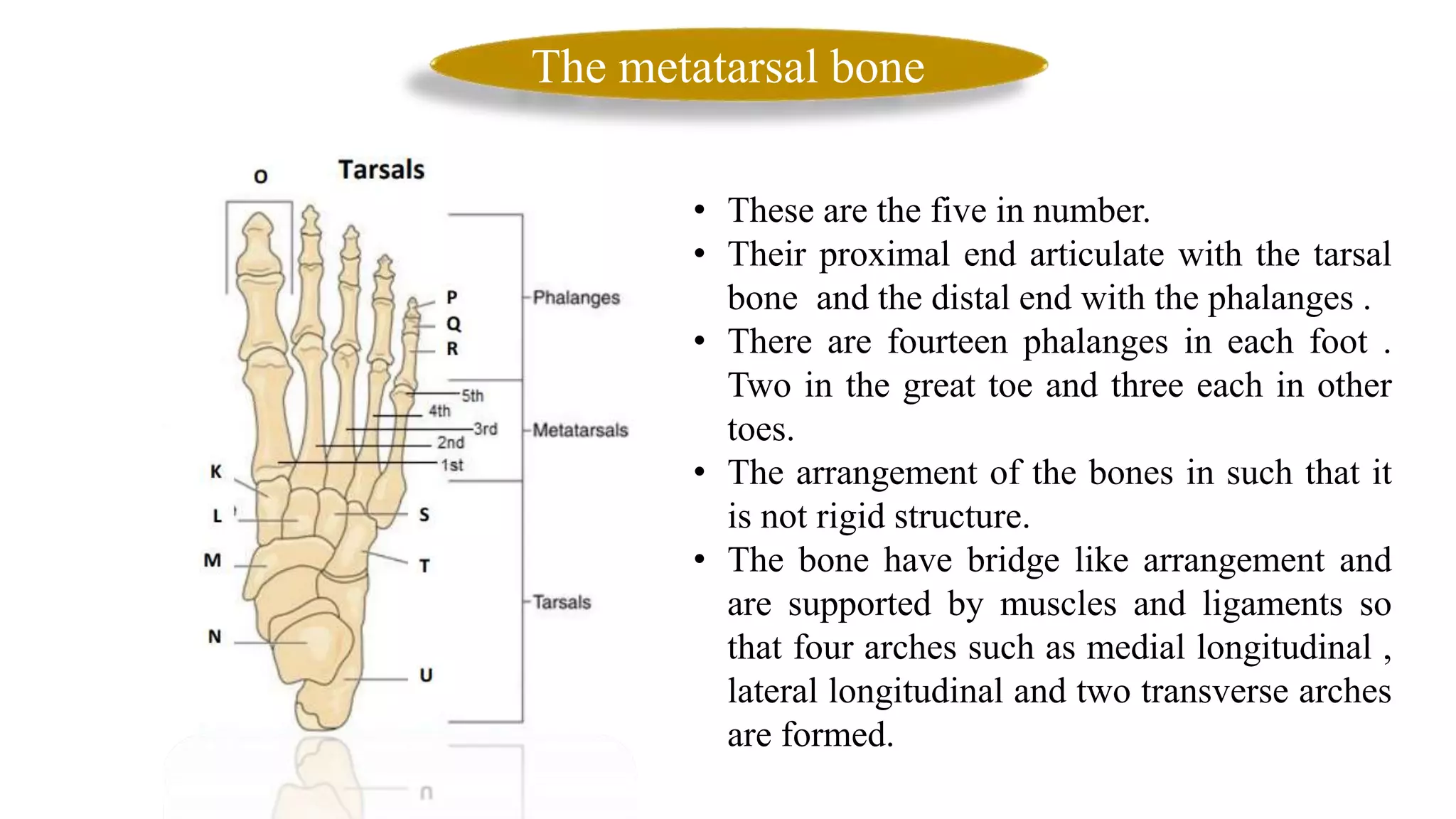 Osseous System Part II.pptx