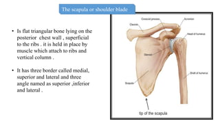 Triangular Bones Osseous System Part II.pptx