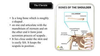 • Is a long bone which is roughly
s-shaped .
• on one end articulate with the
manubrium of sternum and on
the other end it form joint
acromion process of scapula .
• It lies close under the skin and
is easily felt. It keeps the
scapula in position .
The Clavicle
 