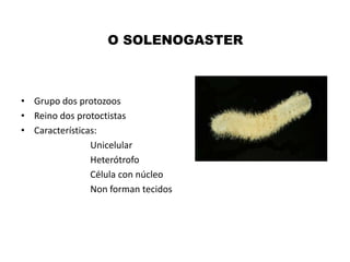 O SOLENOGASTER

• Grupo dos protozoos
• Reino dos protoctistas
• Características:
Unicelular
Heterótrofo
Célula con núcleo
Non forman tecidos

 