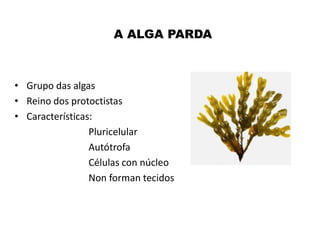 A ALGA PARDA

• Grupo das algas
• Reino dos protoctistas
• Características:
Pluricelular
Autótrofa
Células con núcleo
Non forman tecidos

 