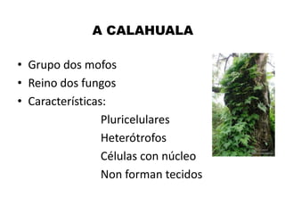 A CALAHUALA
• Grupo dos mofos
• Reino dos fungos
• Características:
Pluricelulares
Heterótrofos
Células con núcleo
Non forman tecidos

 