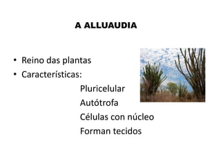 A ALLUAUDIA

• Reino das plantas
• Características:
Pluricelular
Autótrofa
Células con núcleo
Forman tecidos

 