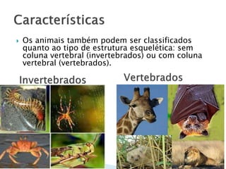  Os animais também podem ser classificados
quanto ao tipo de estrutura esquelética: sem
coluna vertebral (invertebrados) ou com coluna
vertebral (vertebrados).
 