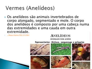  Os anelídeos são animais invertebrados de
corpo alongado, segmentado e mole. O corpo
dos anelídeos é composto por uma cabeça numa
das extremidades e uma cauda em outra
extremidade.
 ..Mapas Digitais PESC016 Minhoca021_Minhocas.exe
 