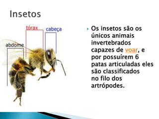 Os insetos são os
únicos animais
invertebrados
capazes de voar, e
por possuírem 6
patas articuladas eles
são classificados
no filo dos
artrópodes.
 