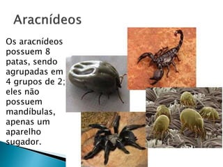 Os aracnídeos
possuem 8
patas, sendo
agrupadas em
4 grupos de 2;
eles não
possuem
mandíbulas,
apenas um
aparelho
sugador.
 