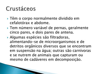  Têm o corpo normalmente dividido em
cefalotórax e abdome.
 Tem número variável de pernas, geralmente
cinco pares, e dois pares de antena.
 Algumas espécies são filtradoras,
alimentando-se de microorganismos e de
detritos orgânicos diversos que se encontram
em suspensão na água; outras são carnívoras
e se nutrem de animais que capturam ou
mesmo de cadáveres em decomposição.
 