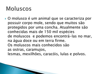  O molusco é um animal que se caracteriza por
possuir corpo mole, sendo que muitos são
protegidos por uma concha. Atualmente são
conhecidas mais de 150 mil espécies
de moluscos e podemos encontrá-las no mar,
na água doce ou em terra firme.
Os moluscos mais conhecidos são
as ostras, caramujos,
lesmas, mexilhões, caracóis, lulas e polvos.
 