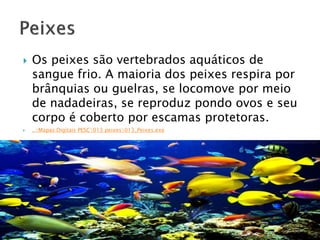  Os peixes são vertebrados aquáticos de
sangue frio. A maioria dos peixes respira por
brânquias ou guelras, se locomove por meio
de nadadeiras, se reproduz pondo ovos e seu
corpo é coberto por escamas protetoras.
 ..Mapas Digitais PESC013 peixes013_Peixes.exe
 