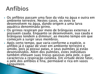  Os anfíbios passam uma fase da vida na água e outra em
ambiente terrestre. Nestes casos, os ovos se
desenvolvem na água, dando origem a uma larva
aquática denominada girino.
 Os girinos respiram por meio de brânquias externas e
possuem cauda. Enquanto se desenvolvem, sua cauda e
brânquias tendem a diminuir, ao mesmo tempo em que
começam a surgir seus membros.
 Após certo tempo, que varia conforme a espécie, o
anfíbio já é capaz de viver em ambiente terrestre e
úmido, pois já possui patas, e seus pulmões já estão
desenvolvidos. Além dos pulmões, estes indivíduos
também efetuam suas trocas gasosas pela pele, o que
caracteriza a respiração cutânea. Em virtude deste fator,
a pele dos anfíbios é fina, permeável e rica em vasos
sanguíneos.
 