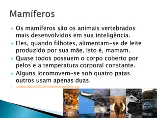  Os mamíferos são os animais vertebrados
mais desenvolvidos em sua inteligência.
 Eles, quando filhotes, alimentam-se de leite
produzido por sua mãe, isto é, mamam.
 Quase todos possuem o corpo coberto por
pelos e a temperatura corporal constante.
 Alguns locomovem-se sob quatro patas
outros usam apenas duas.
 ..Mapas Digitais PESC014 Mamiferosmamiferos.exe
 