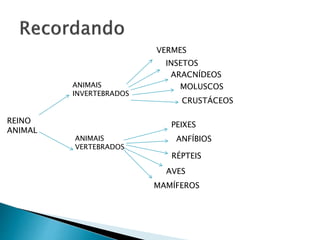 REINO
ANIMAL
ANIMAIS
INVERTEBRADOS
ANIMAIS
VERTEBRADOS
VERMES
INSETOS
ARACNÍDEOS
MOLUSCOS
CRUSTÁCEOS
PEIXES
ANFÍBIOS
RÉPTEIS
AVES
MAMÍFEROS
 