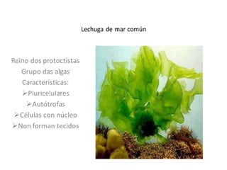 Lechuga de mar común

Reino dos protoctistas
Grupo das algas
Características:
Pluricelulares
Autótrofas
Células con núcleo
Non forman tecidos

 