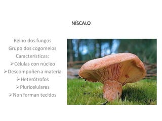 NÍSCALO

Reino dos fungos
Grupo dos cogomelos
Características:
Células con núcleo
Descompoñen a materia
Heterótrofos
Pluricelulares
Non forman tecidos

 