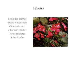 DEDALERA

Reino das plantas
Grupo das plantas
Características:
Forman tecidos
Pluricelulares
Autótrofas

 