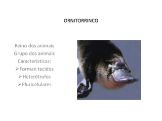 ORNITORRINCO

Reino dos animais
Grupo dos animais
Características:
Forman tecidos
Heterótrofos
Pluricelulares

 