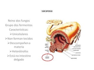 sacarasa
Reino dos fungos
Grupo dos fermentos
Características:
Unicelulares
Non forman tecidos
Descompoñen a
materia
Heterótrofos
Está no intestino
delgado

 