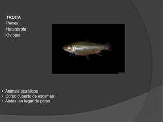 TROITA
  Peixes
  Heterótrofa
  Ovípara




• Animais acuáticos
• Corpo cuberto de escamas
• Aletas en lugar de patas
 