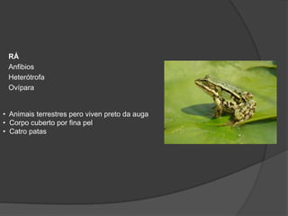 RÁ
 Anfibios
 Heterótrofa
 Ovípara


• Animais terrestres pero viven preto da auga
• Corpo cuberto por fina pel
• Catro patas
 