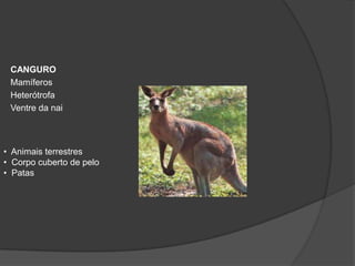 CANGURO
 Mamíferos
 Heterótrofa
 Ventre da nai



• Animais terrestres
• Corpo cuberto de pelo
• Patas
 
