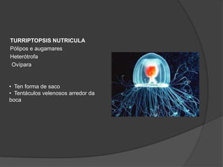 TURRIPTOPSIS NUTRICULA
Pólipos e augamares
Heterótrofa
Ovípara


• Ten forma de saco
• Tentáculos velenosos arredor da
boca
 