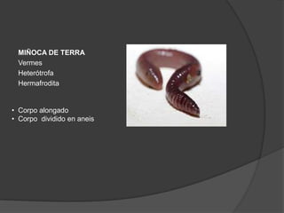 MIÑOCA DE TERRA
 Vermes
 Heterótrofa
 Hermafrodita


• Corpo alongado
• Corpo dividido en aneis
 