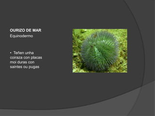 OURIZO DE MAR
Equinodermo



• Teñen unha
coiraza con placas
moi duras con
saintes ou pugas
 
