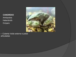 CANGREXO
  Artrópodos
  Heterótrofo
  Ovíparo




• Cuberta ríxida externa e patas
articuladas
 